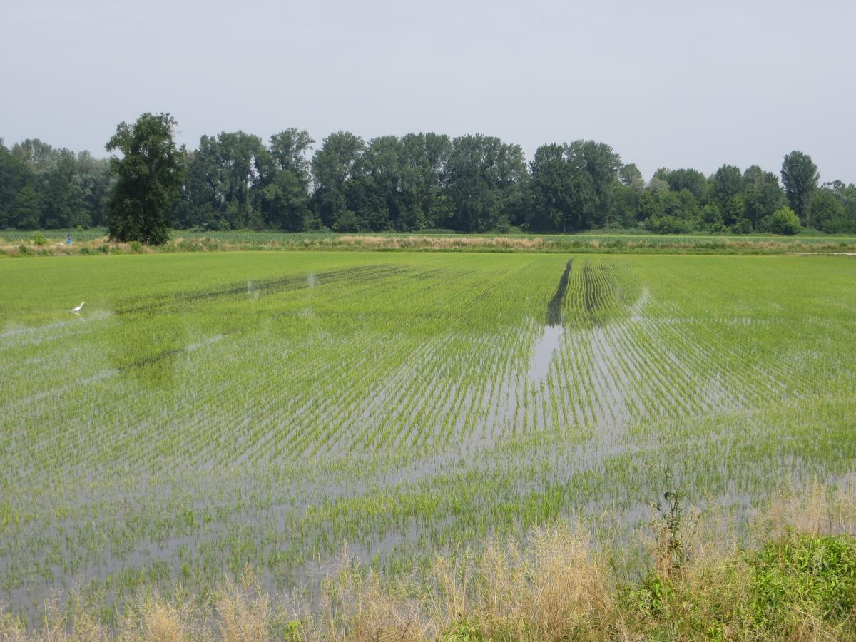 Agriturismo Le Risaie Basiglio Zewnętrze zdjęcie